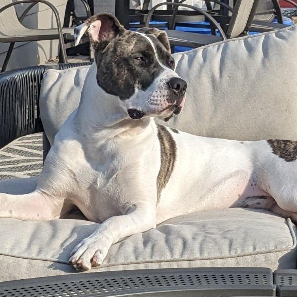 Boom, a Adoptable Pit Bull Terrier in Chicago, IL image 3/6