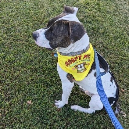 Boom, a Adoptable Pit Bull Terrier in Chicago, IL image 4/6