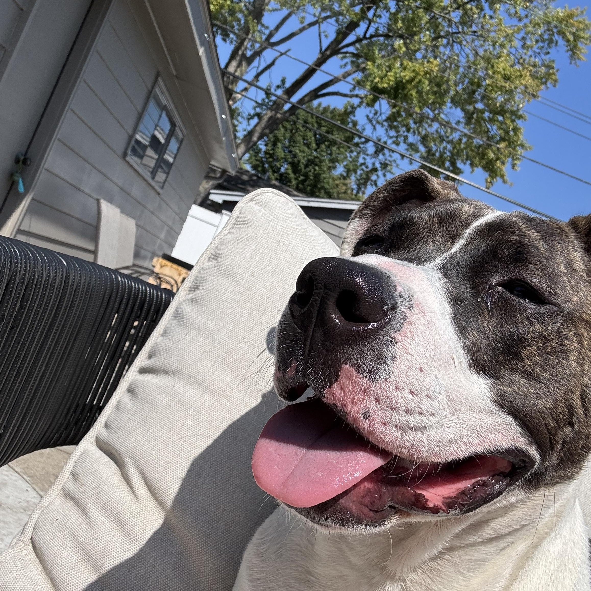 Boom, a Adoptable Pit Bull Terrier in Chicago, IL image 5/6