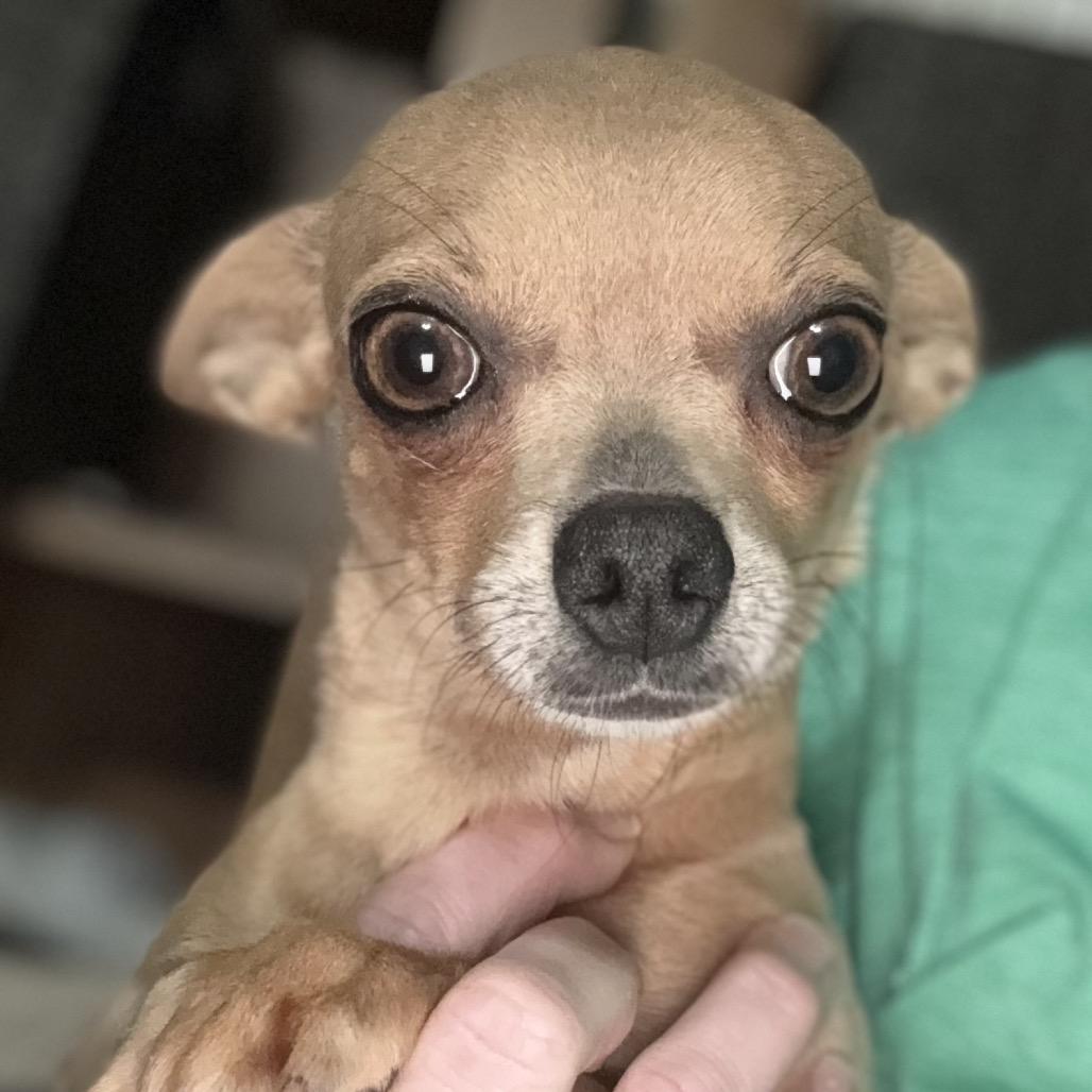 Enlarge Trixie, a Adoptable Chihuahua in Hudson, IL image 1/2