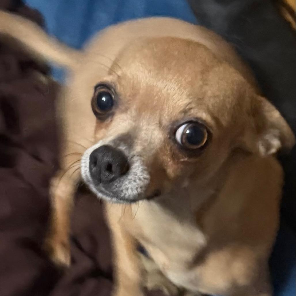 Enlarge Trixie, a Adoptable Chihuahua in Hudson, IL image 2/2