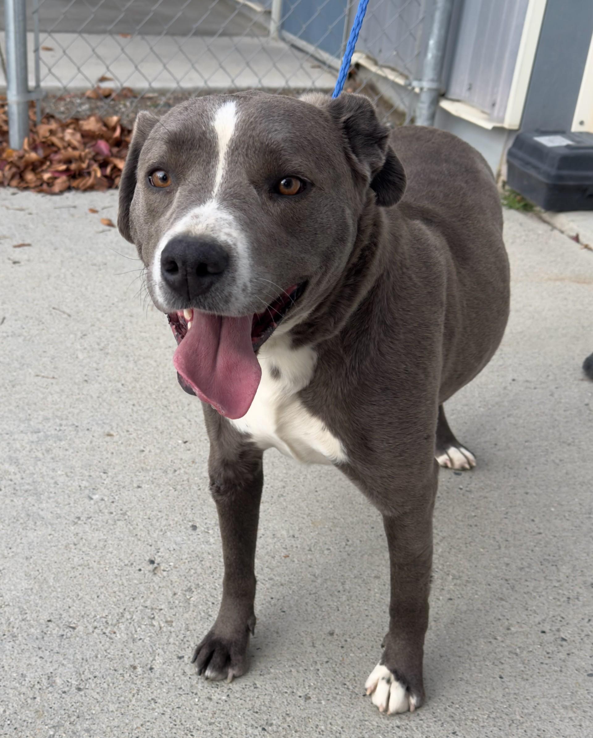 Marina / 59831701, a Adoptable mixed breed in Elko, NV image 1/2