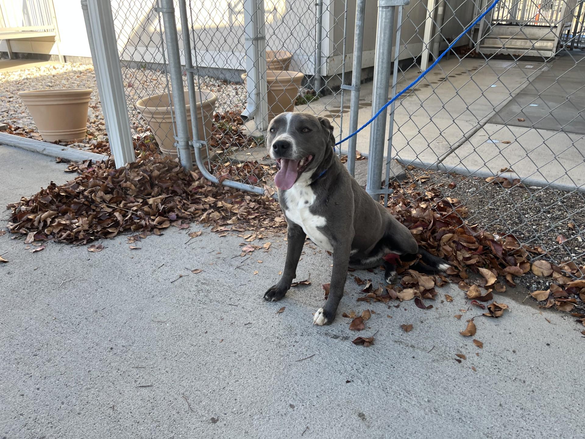 Marina / 59831701, a Adoptable mixed breed in Elko, NV image 2/2