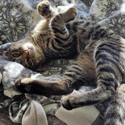 Raya Basala, Adoptable, Kitten Female Domestic Short Hair & Tabby.