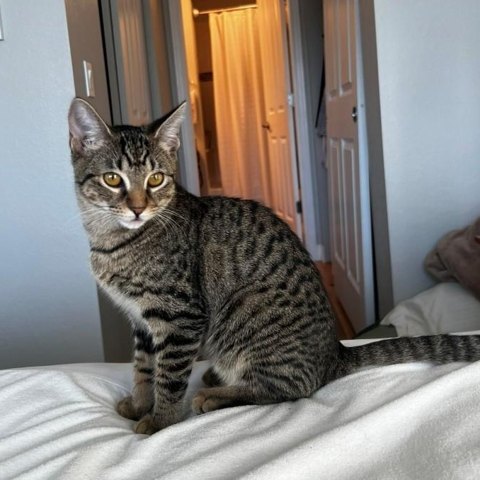 Enlarge Raya Basala, a Adoptable mixed breed in Denver, CO image 2/3