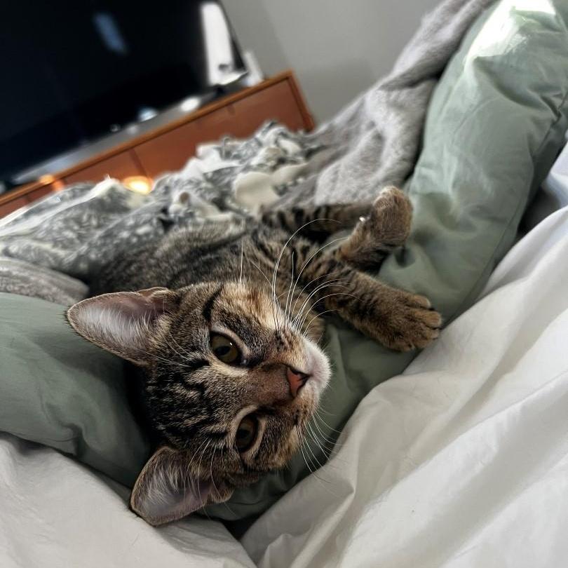 Enlarge Raya Basala, a Adoptable mixed breed in Denver, CO image 3/3