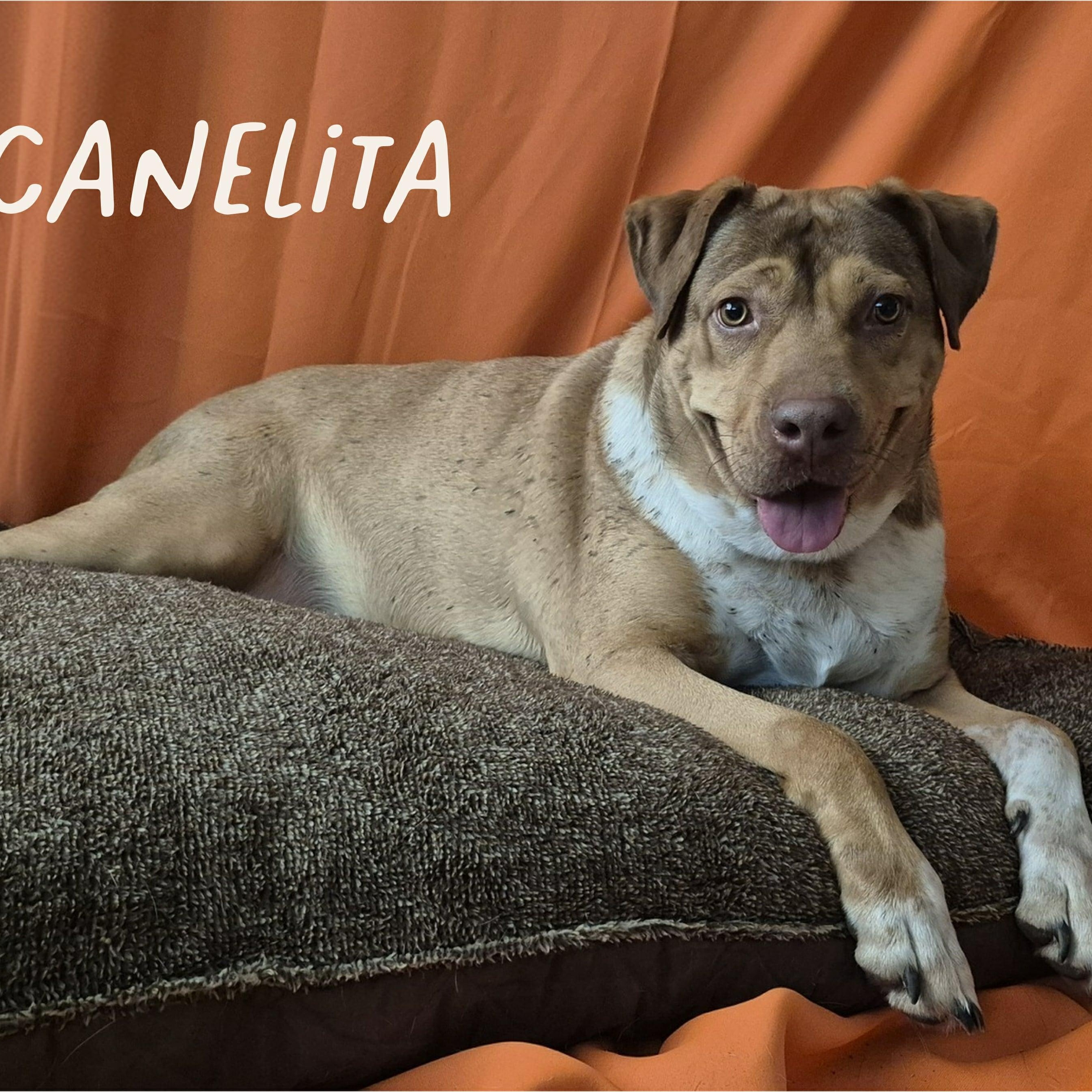 CANELITA