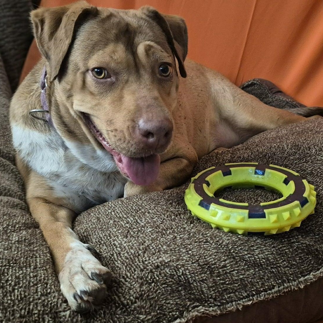 Enlarge CANELITA, a Adoptable mixed breed in Bothell, WA image 3/6