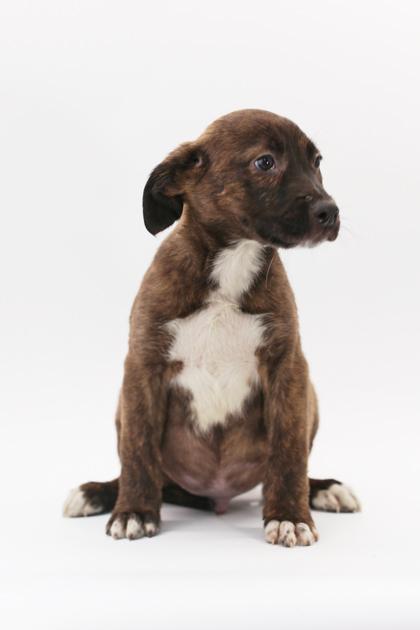 Koda — thumbnail 2