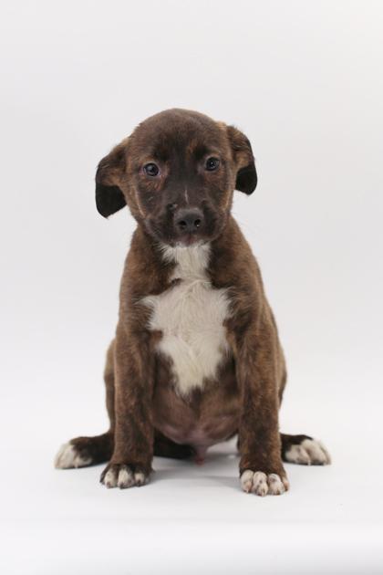 Koda — thumbnail 3