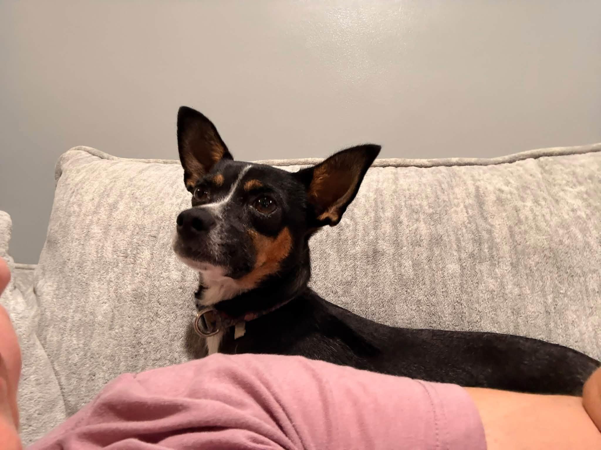 Enlarge Margot, a Adopted mixed breed in Indianapolis, IN image 2/6