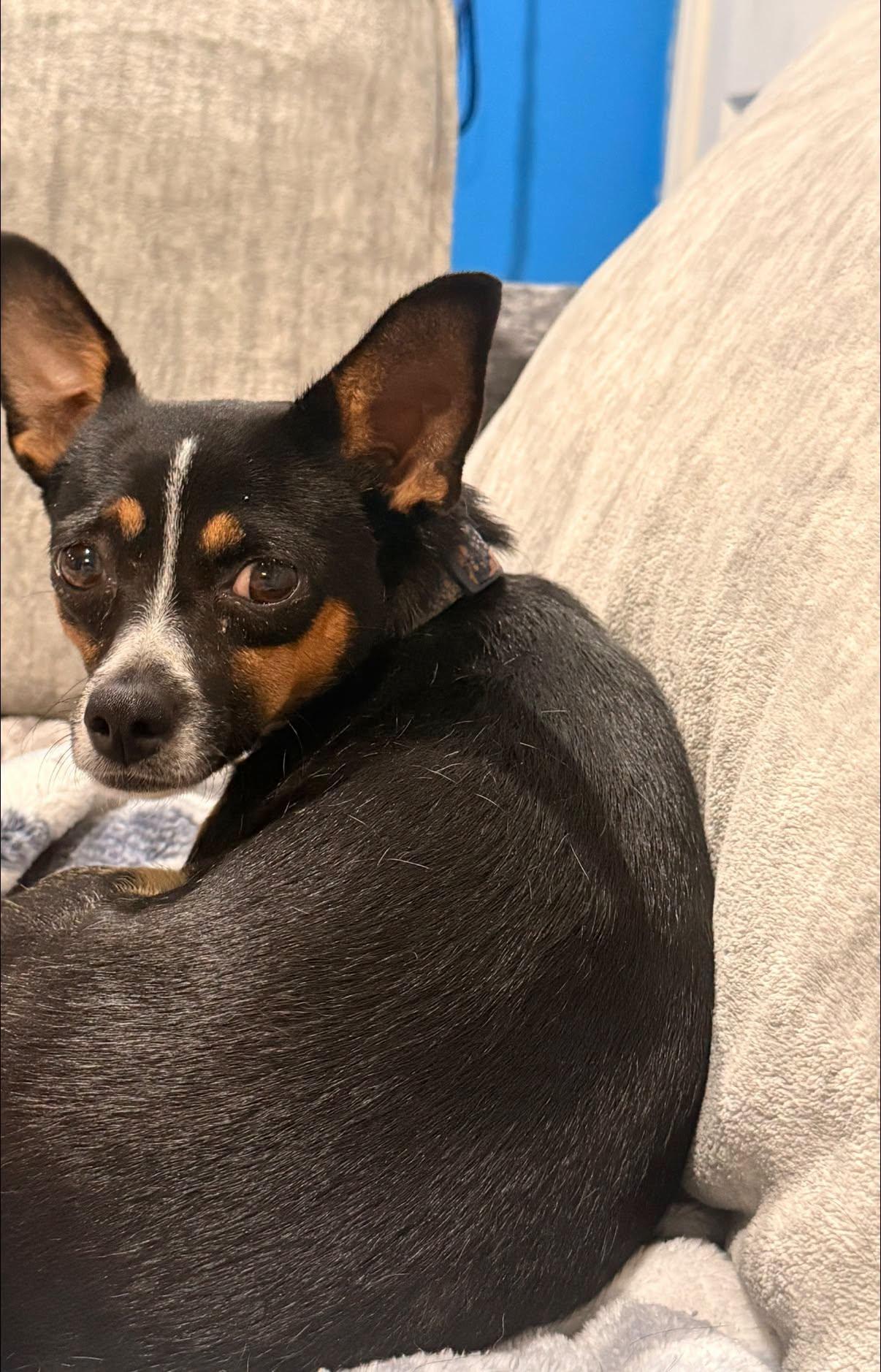 Enlarge Margot, a Adopted mixed breed in Indianapolis, IN image 4/6