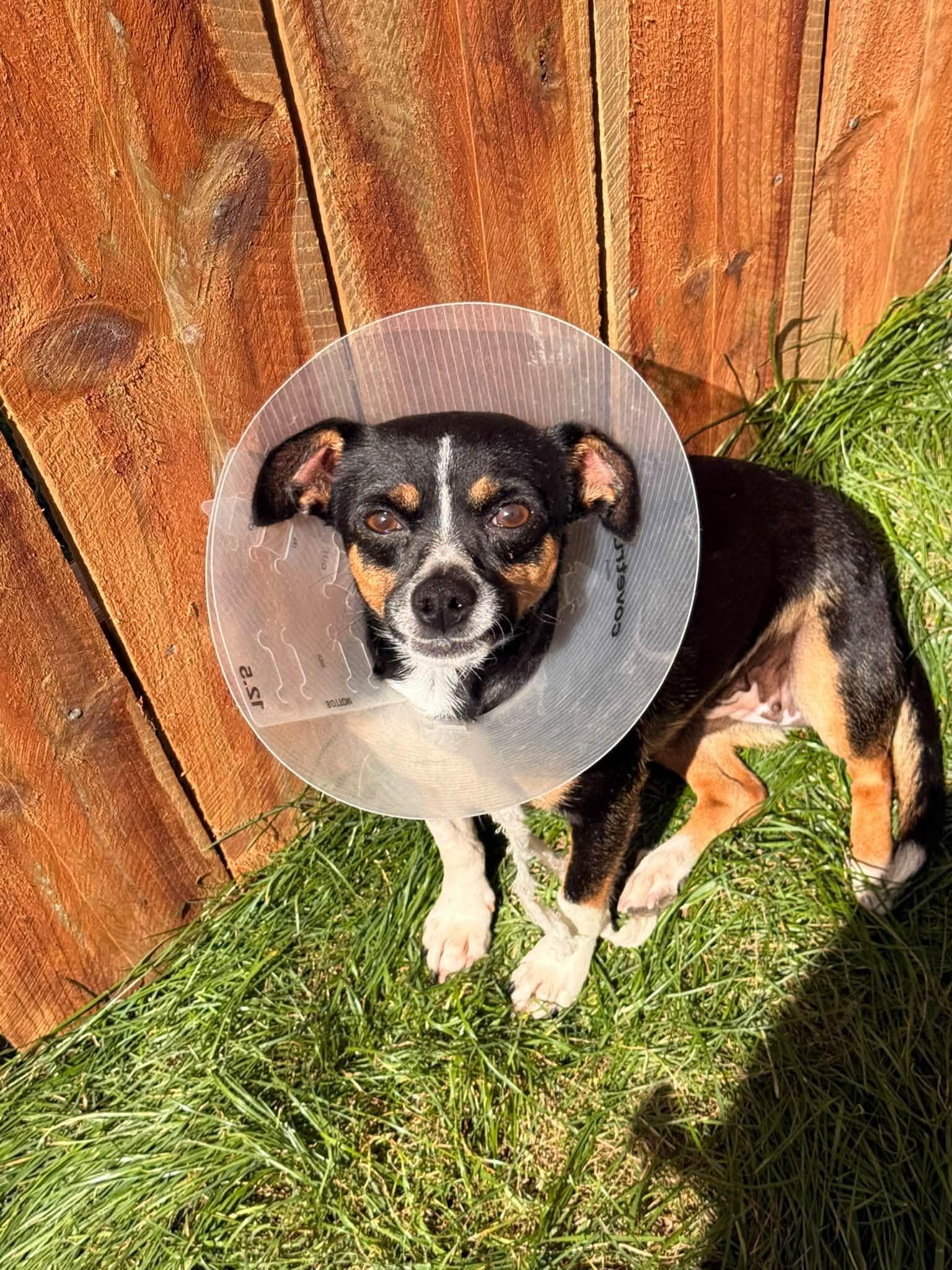 Enlarge Margot, a Adopted mixed breed in Indianapolis, IN image 5/6