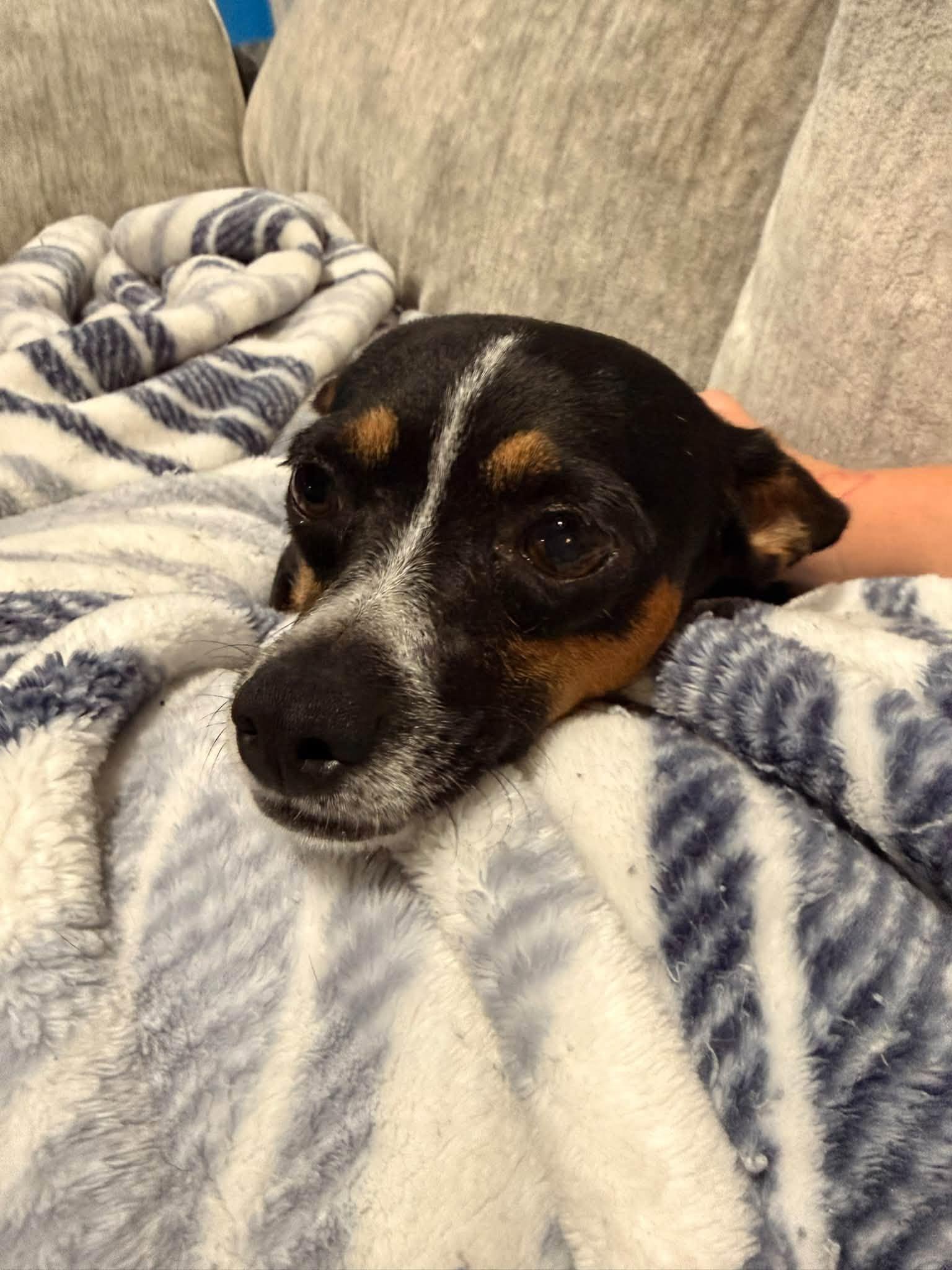 Enlarge Margot, a Adopted mixed breed in Indianapolis, IN image 1/6