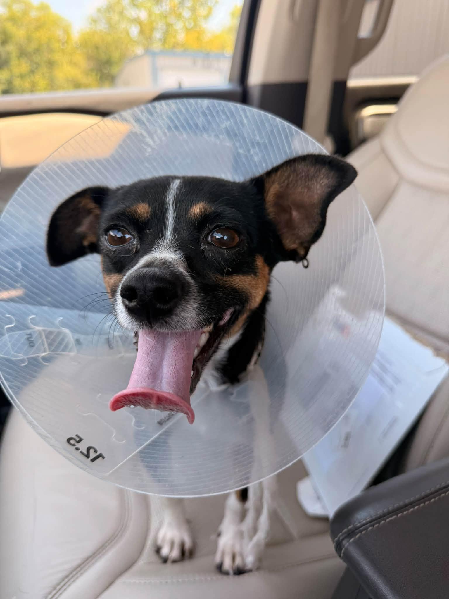 Enlarge Margot, a Adopted mixed breed in Indianapolis, IN image 6/6