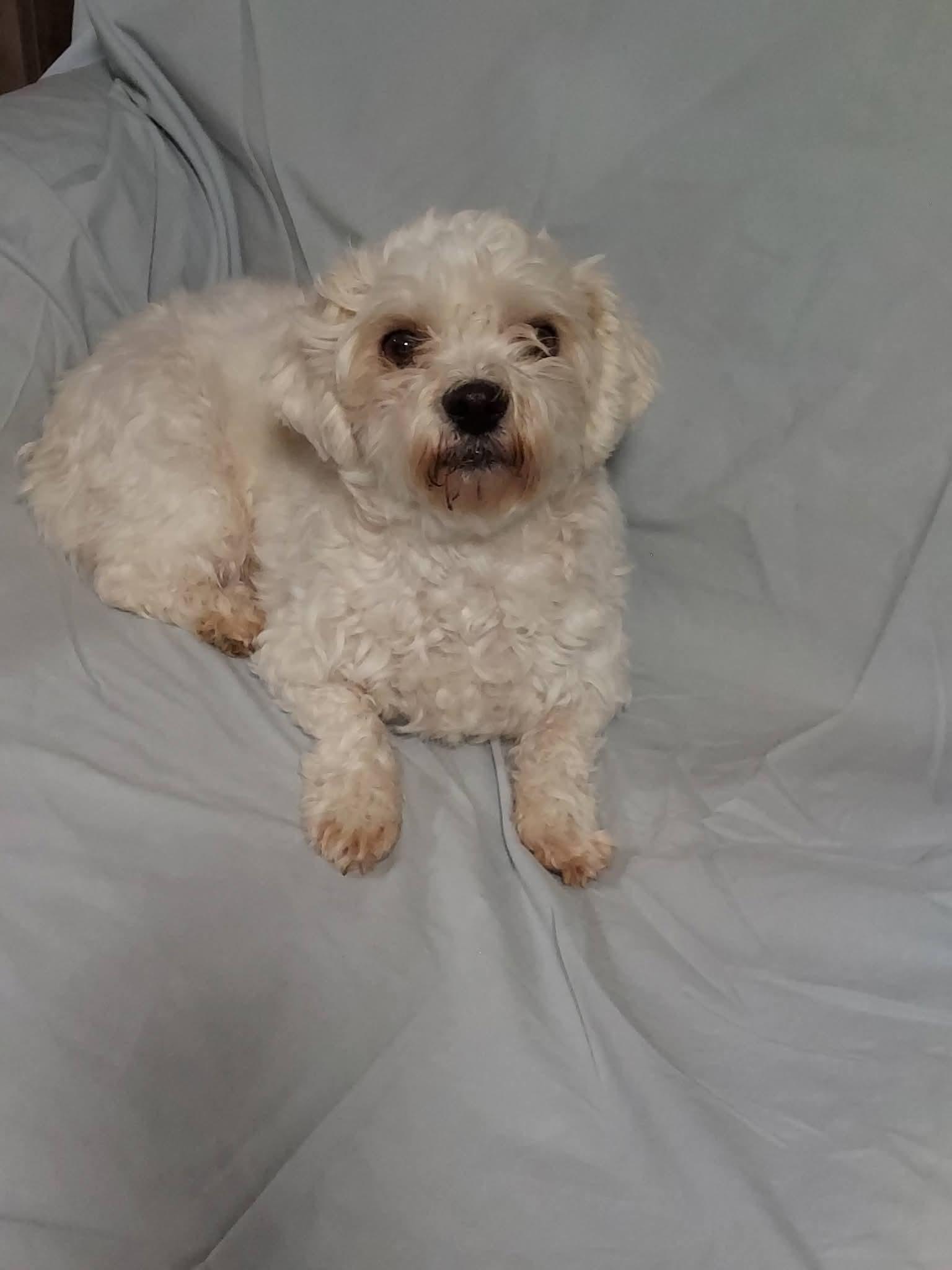 Enlarge Sylvie , a ADOPTABLE mixed breed in Oakland, CA image 3/6
