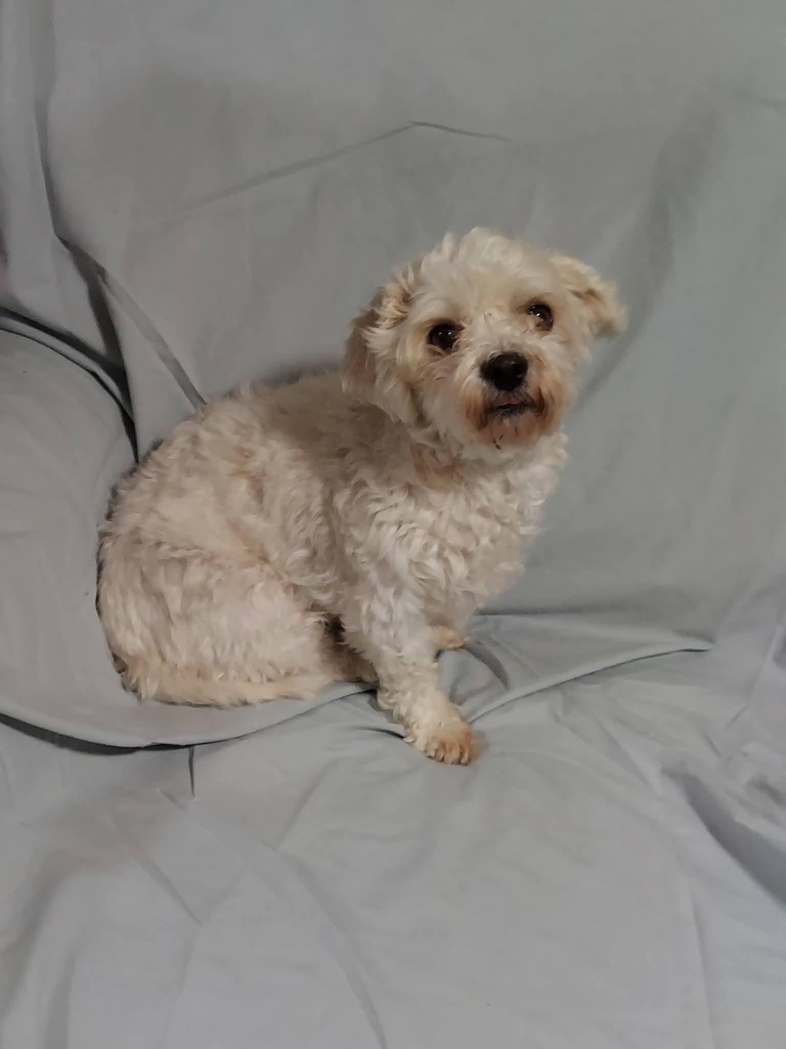 Enlarge Sylvie , a ADOPTABLE mixed breed in Oakland, CA image 6/6