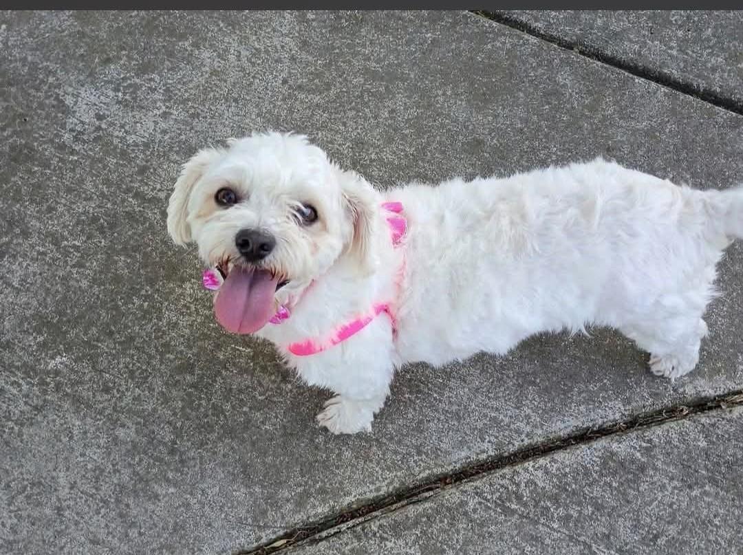 Enlarge Sylvie , a ADOPTABLE mixed breed in Oakland, CA image 1/6