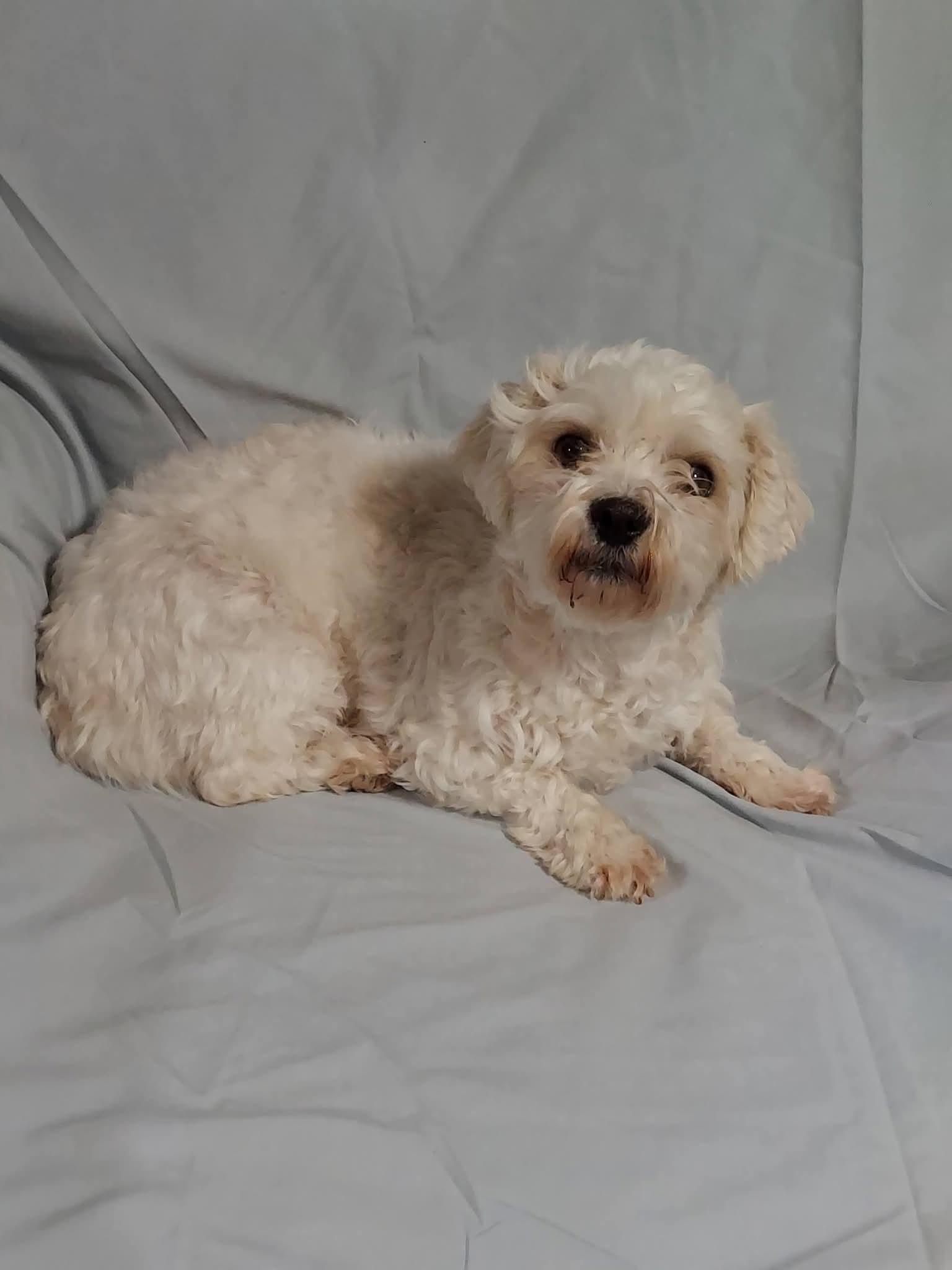 Enlarge Sylvie , a ADOPTABLE mixed breed in Oakland, CA image 2/6