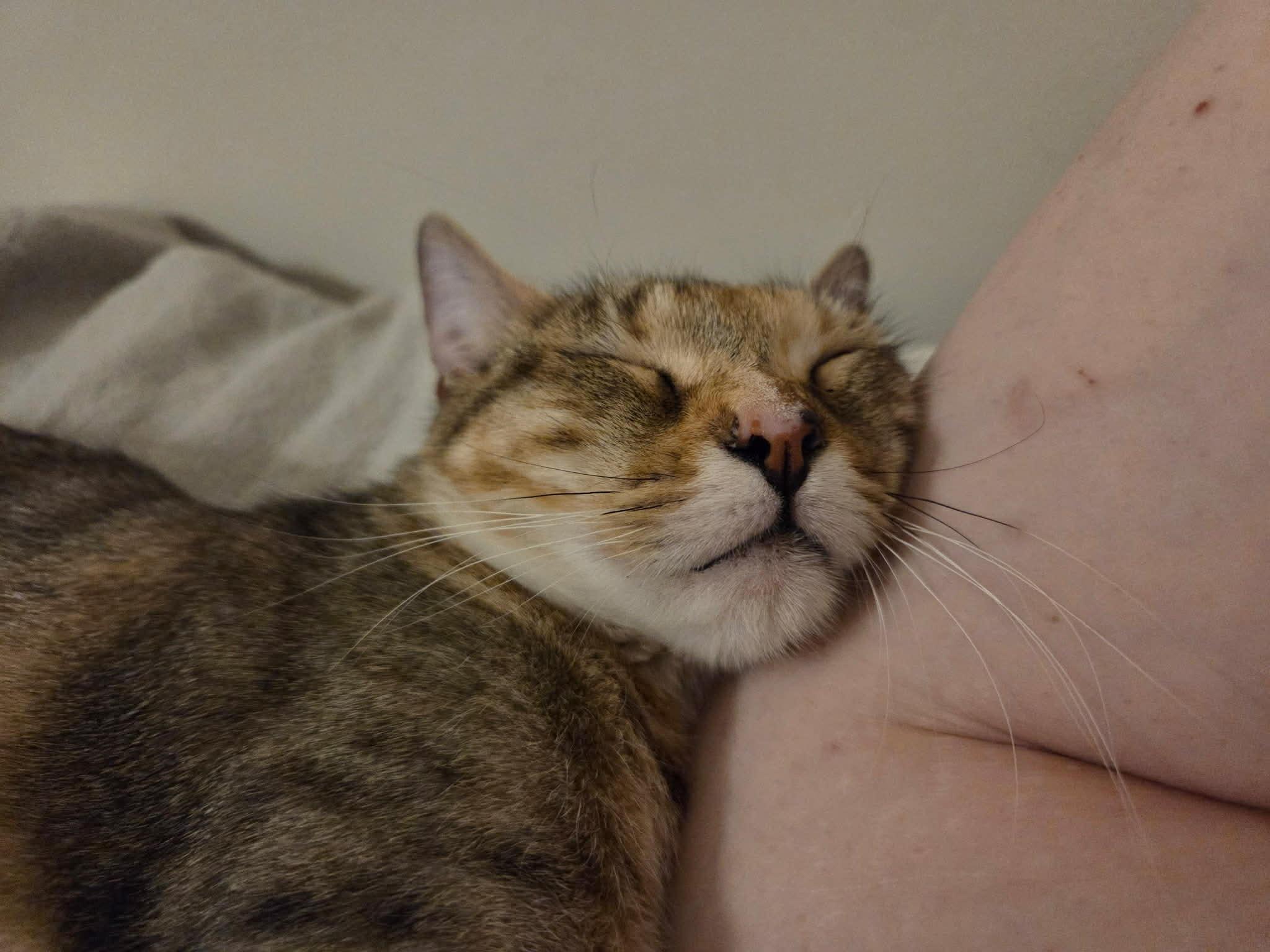 Enlarge Cindy Lou , a ADOPTABLE Tabby in Charlotte, NC image 3/4