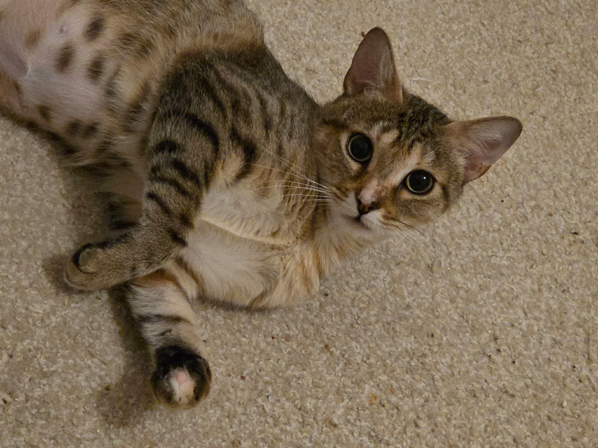 Enlarge Cindy Lou , a ADOPTABLE Tabby in Charlotte, NC image 4/4