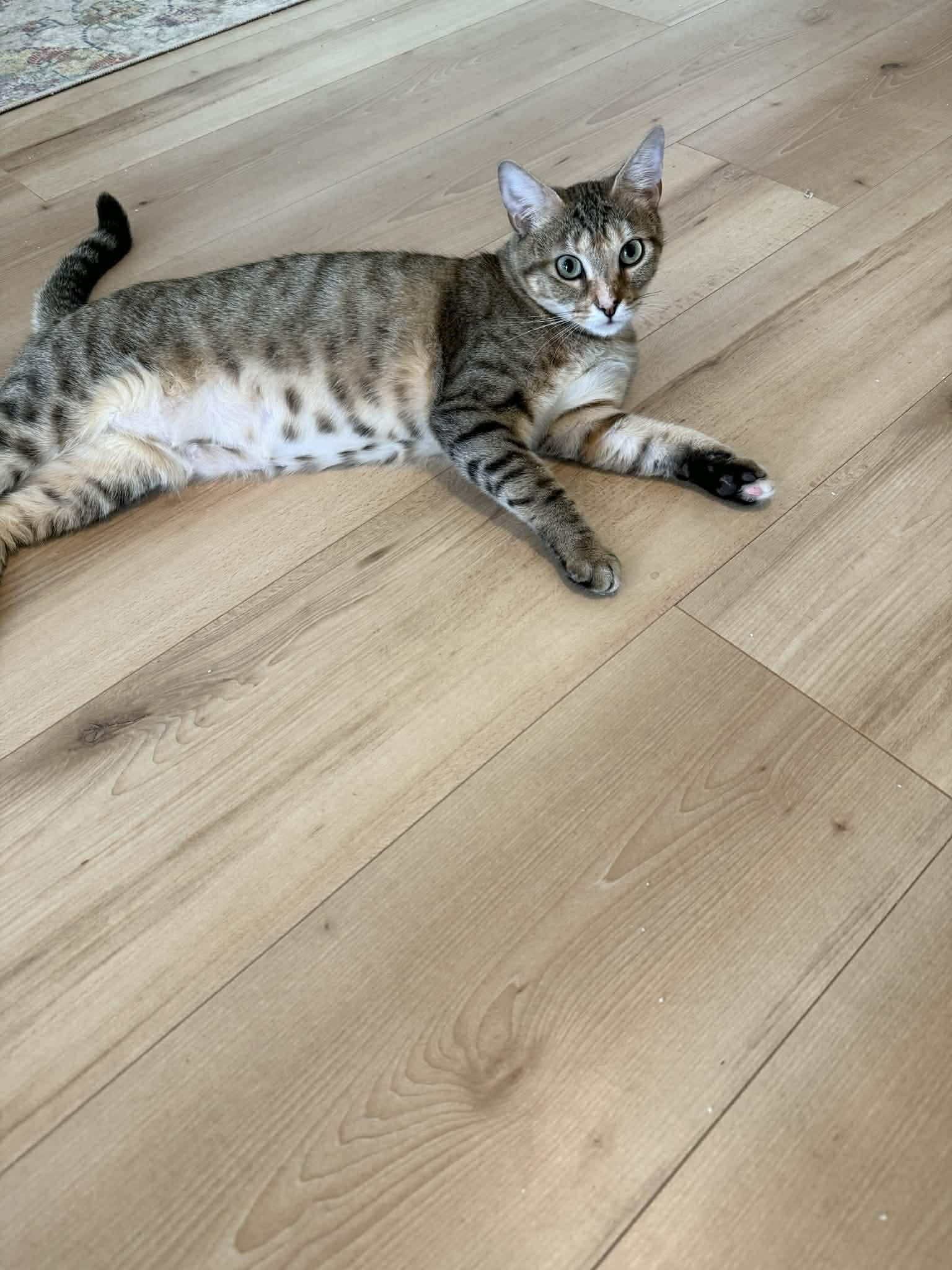 Enlarge Cindy Lou , a ADOPTABLE Tabby in Charlotte, NC image 1/4