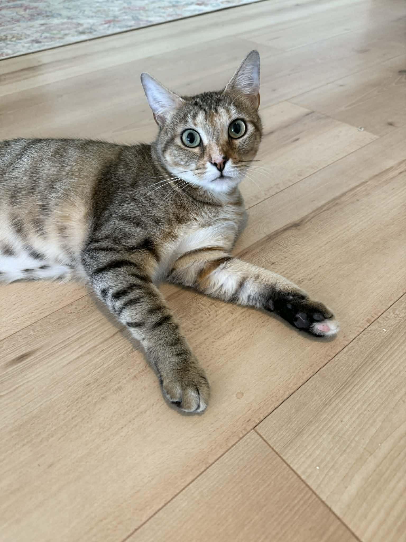 Enlarge Cindy Lou , a ADOPTABLE Tabby in Charlotte, NC image 2/4