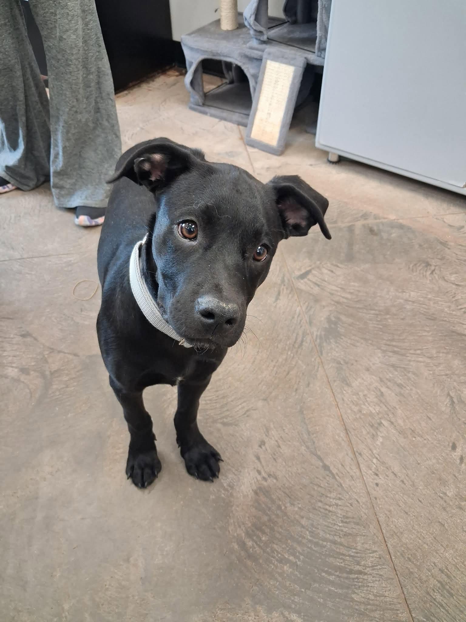 Comet, a ADOPTABLE mixed breed in Roosevelt, UT image 3/3