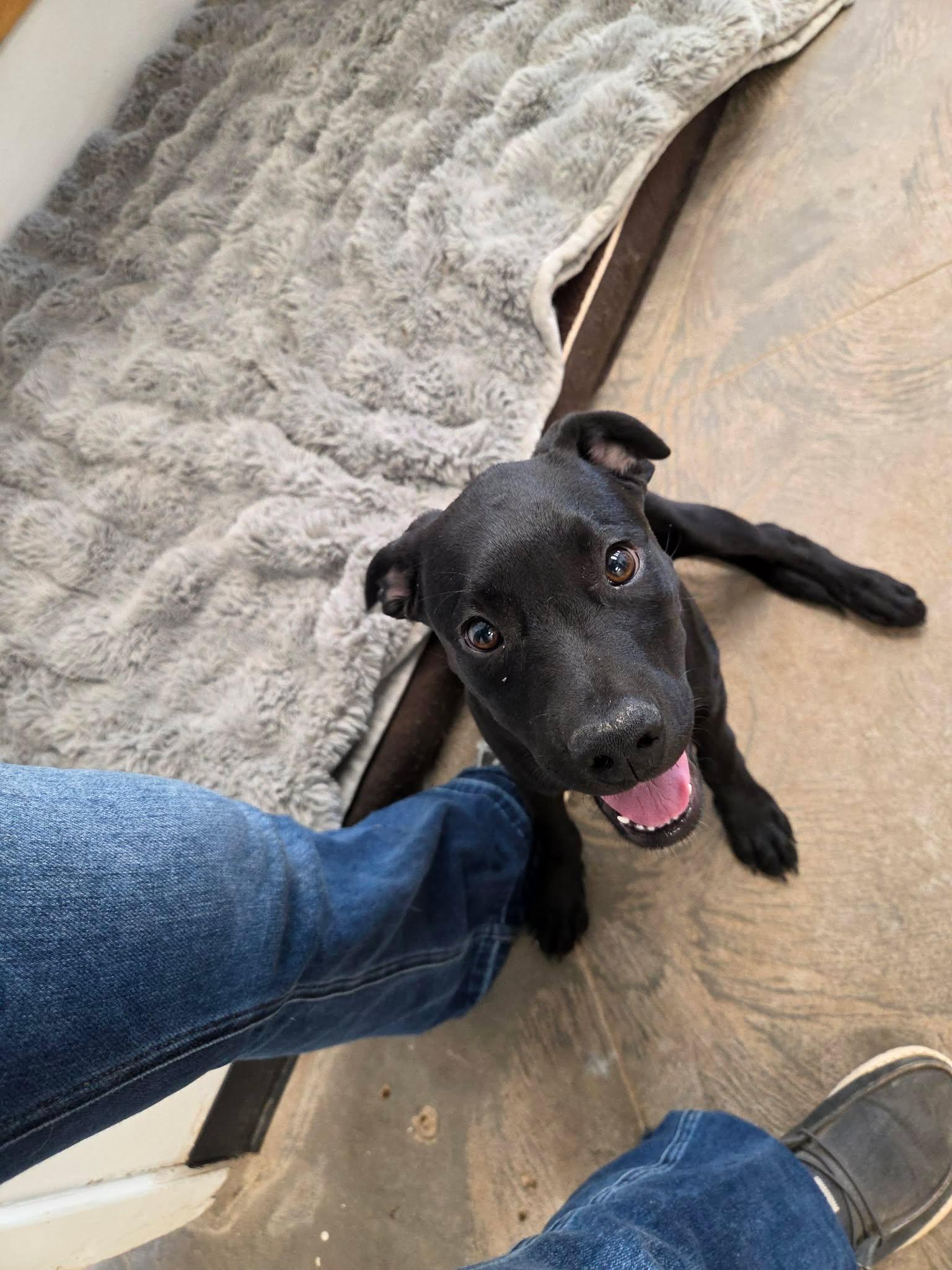 Comet, a ADOPTABLE mixed breed in Roosevelt, UT image 2/3