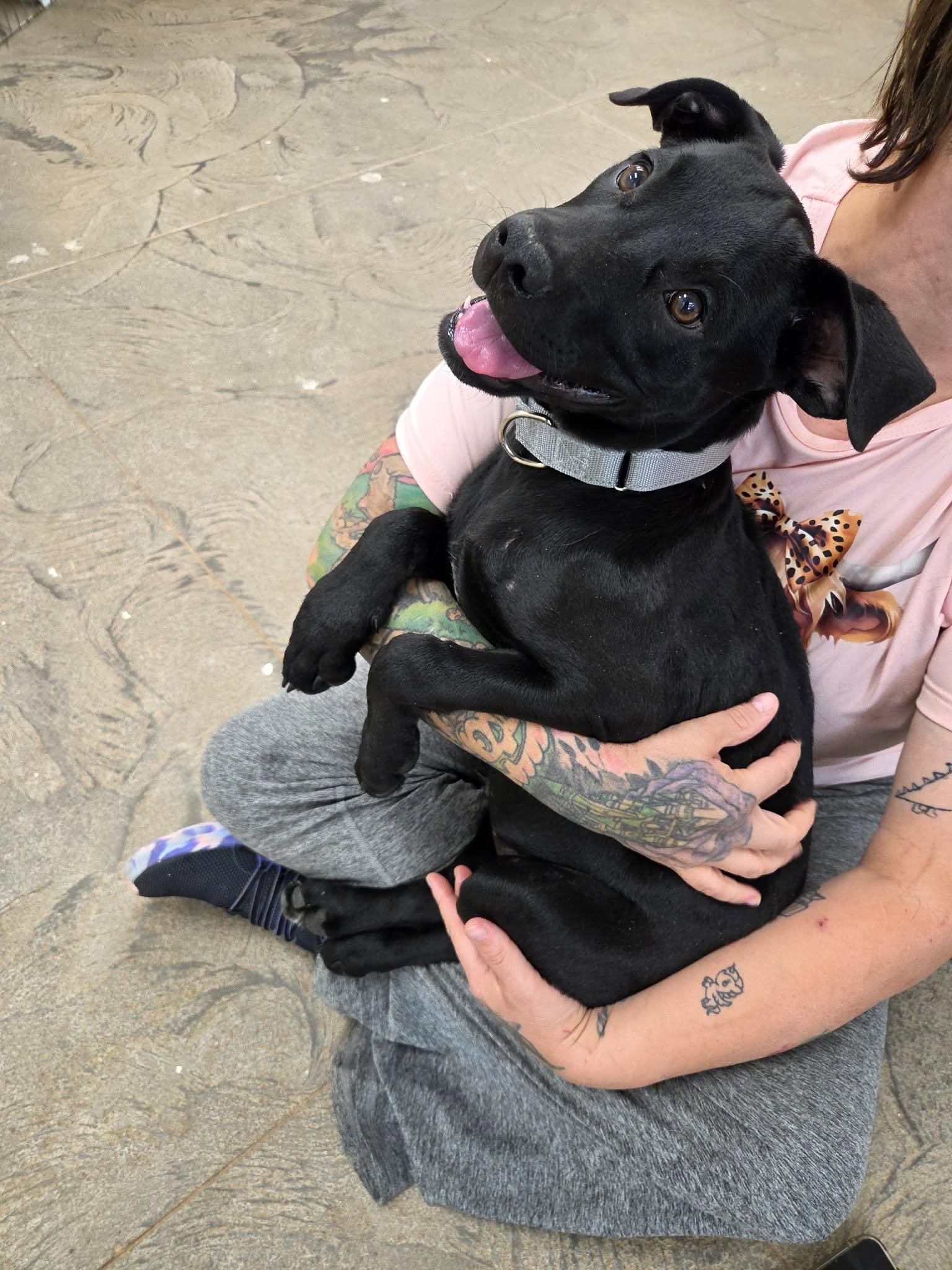 Comet, ADOPTABLE, Young Male Labrador Retriever & Pit Bull Terrier.