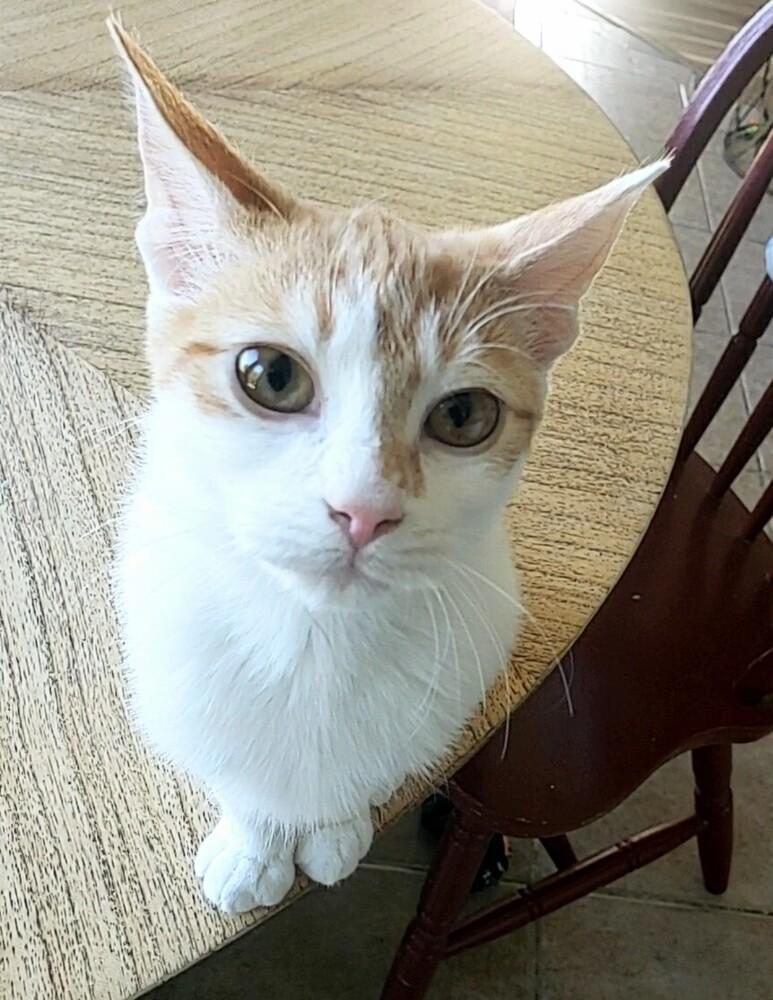 Ginger 3, Adoptable, Kitten Female Domestic Medium Hair & Siamese.