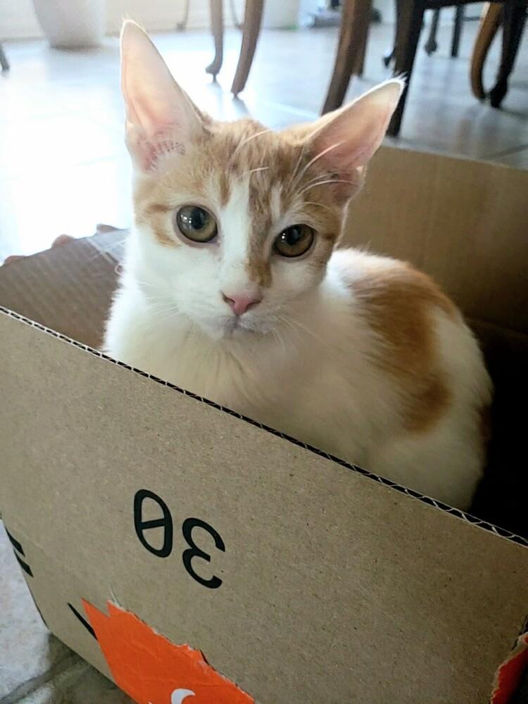 Enlarge Ginger 3, a Adoptable mixed breed in Austin, TX image 2/6