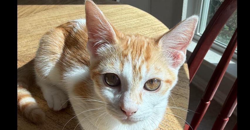 Enlarge Ginger 3, a Adoptable mixed breed in Austin, TX image 6/6