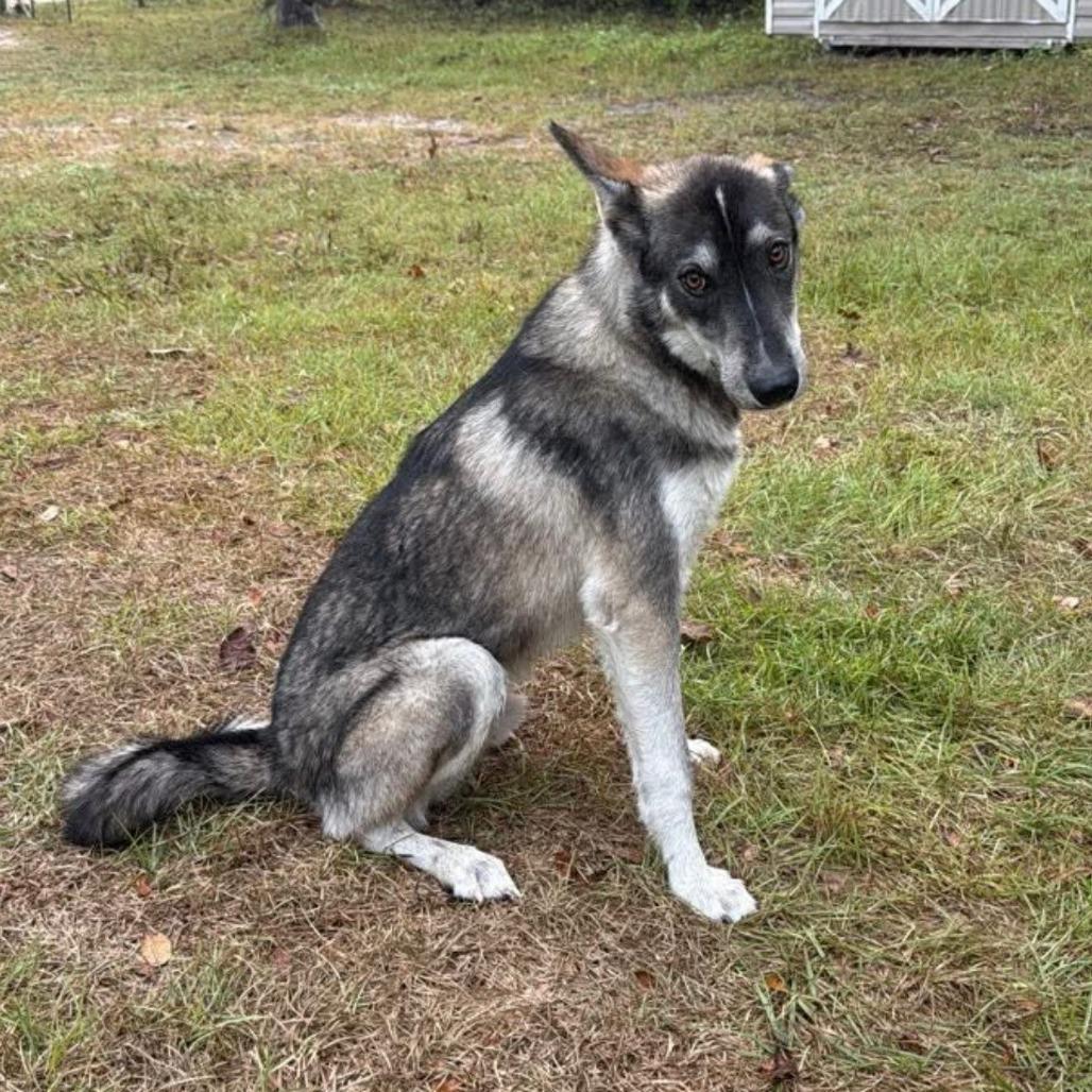 Smokey, Adoptable, Young Male Husky & Shepherd.