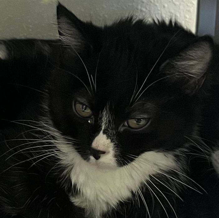 Enlarge Cedar, a Adoptable Domestic Short Hair in Webster City, IA image 1/1