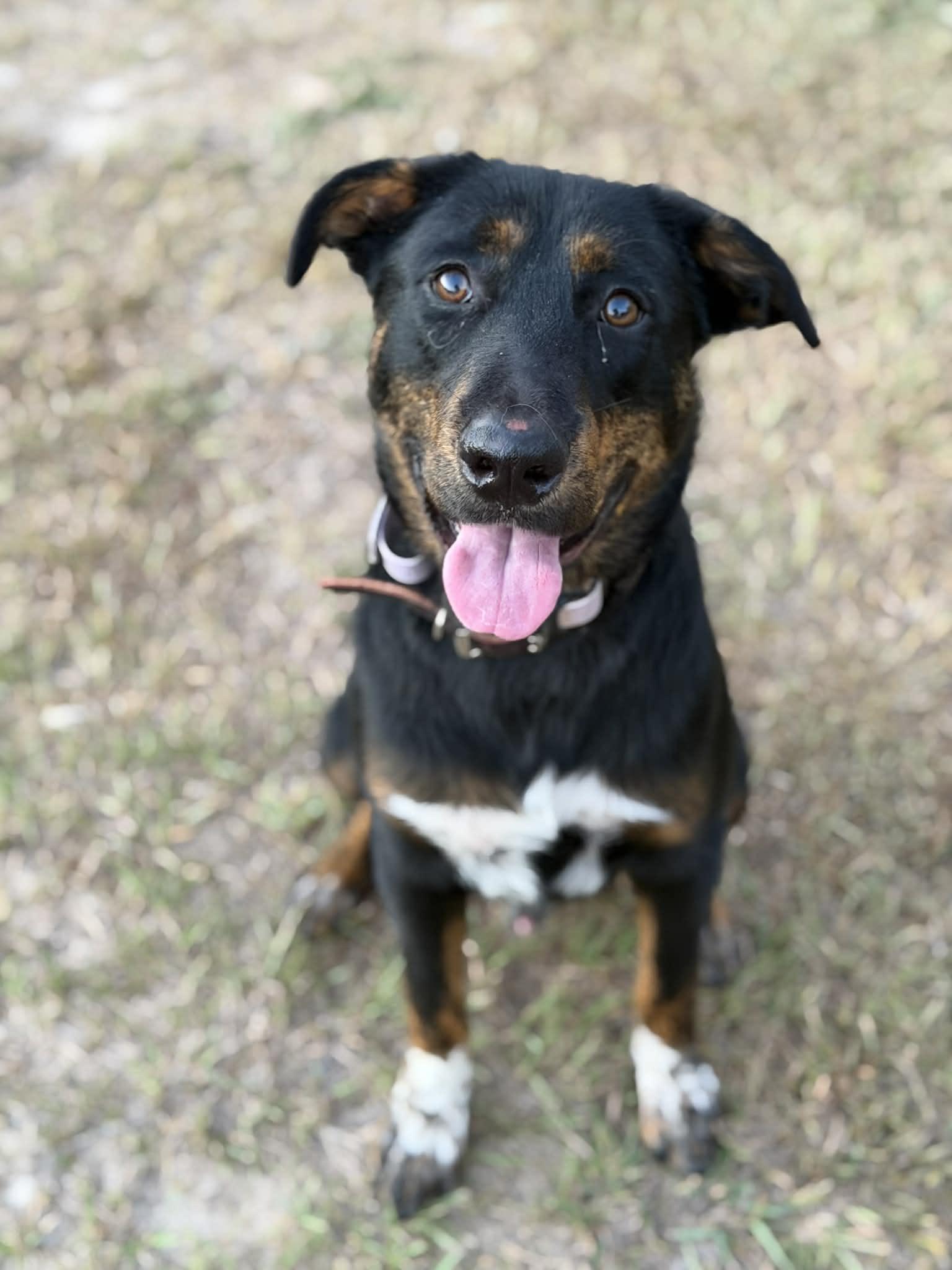 Enlarge Sammie, a Adoptable mixed breed in Humble, TX image 1/6