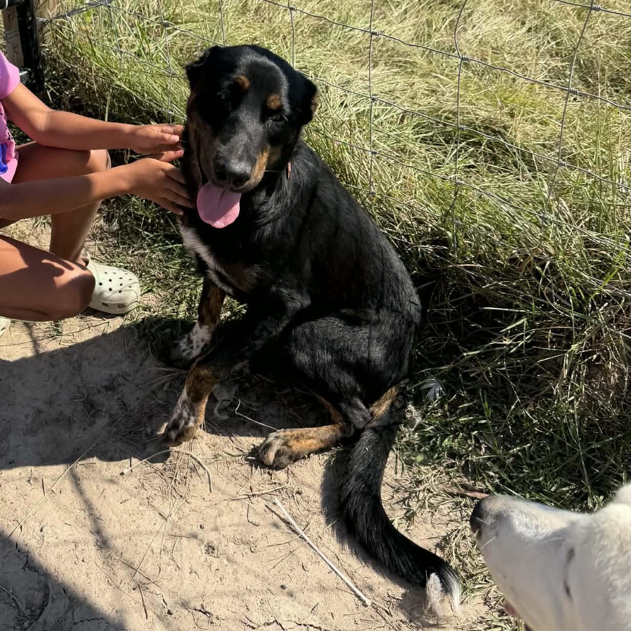 Enlarge Sammie, a Adoptable mixed breed in Humble, TX image 3/6