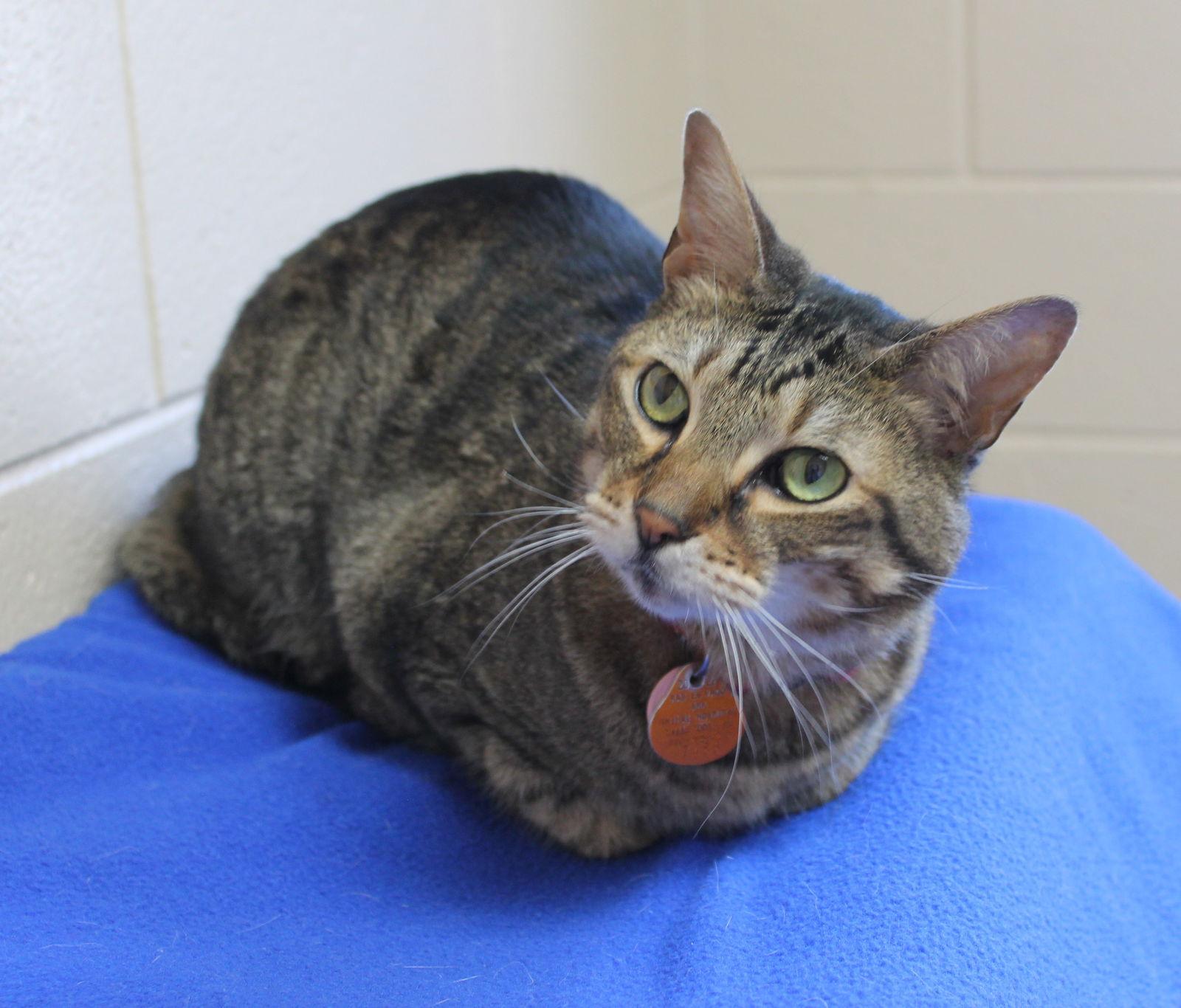 Bullet - 43182, Adoptable, Adult Male Domestic Short Hair & Tabby.