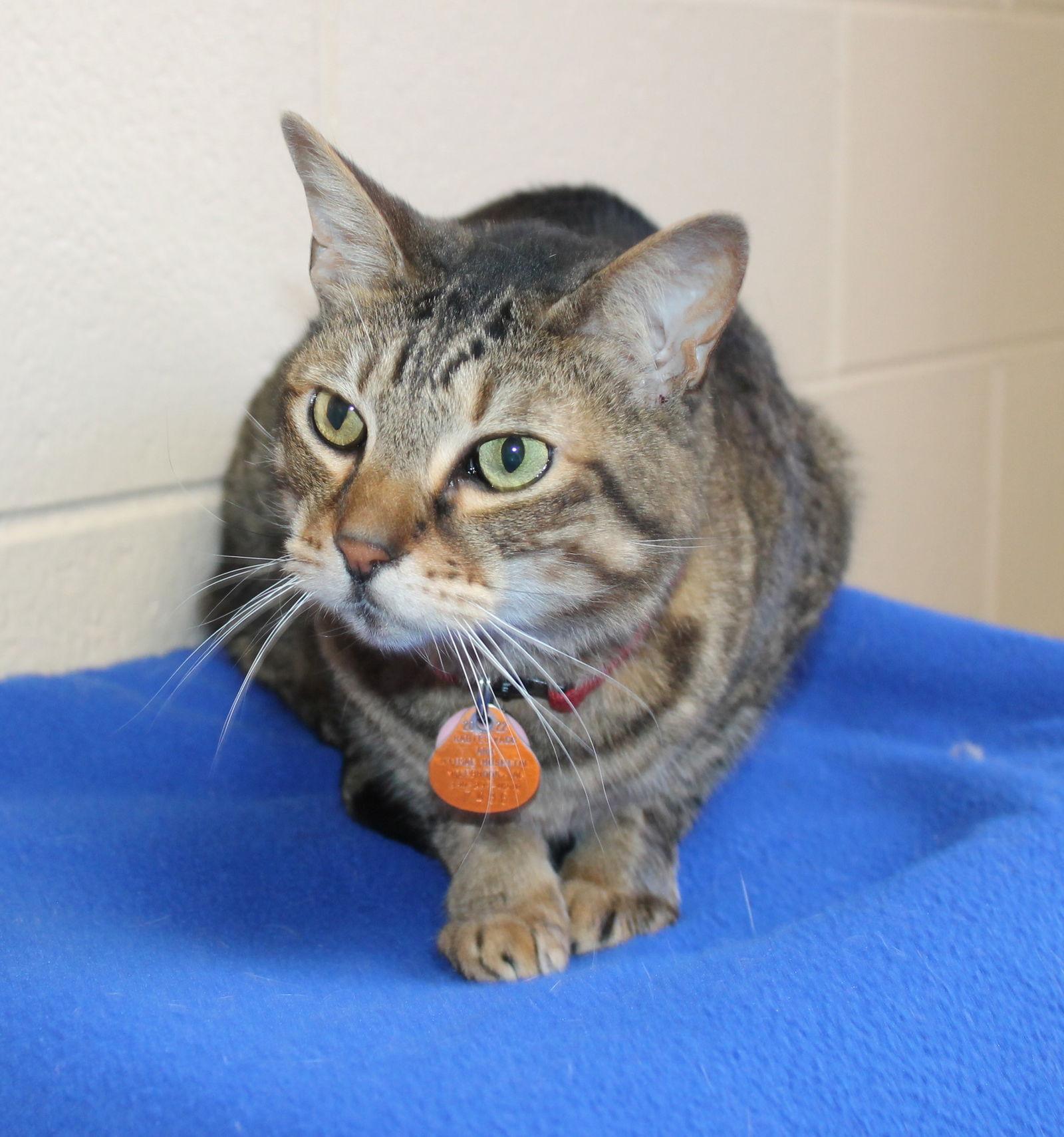 Enlarge Bullet - 43182, a Adoptable mixed breed in Prattville, AL image 2/3