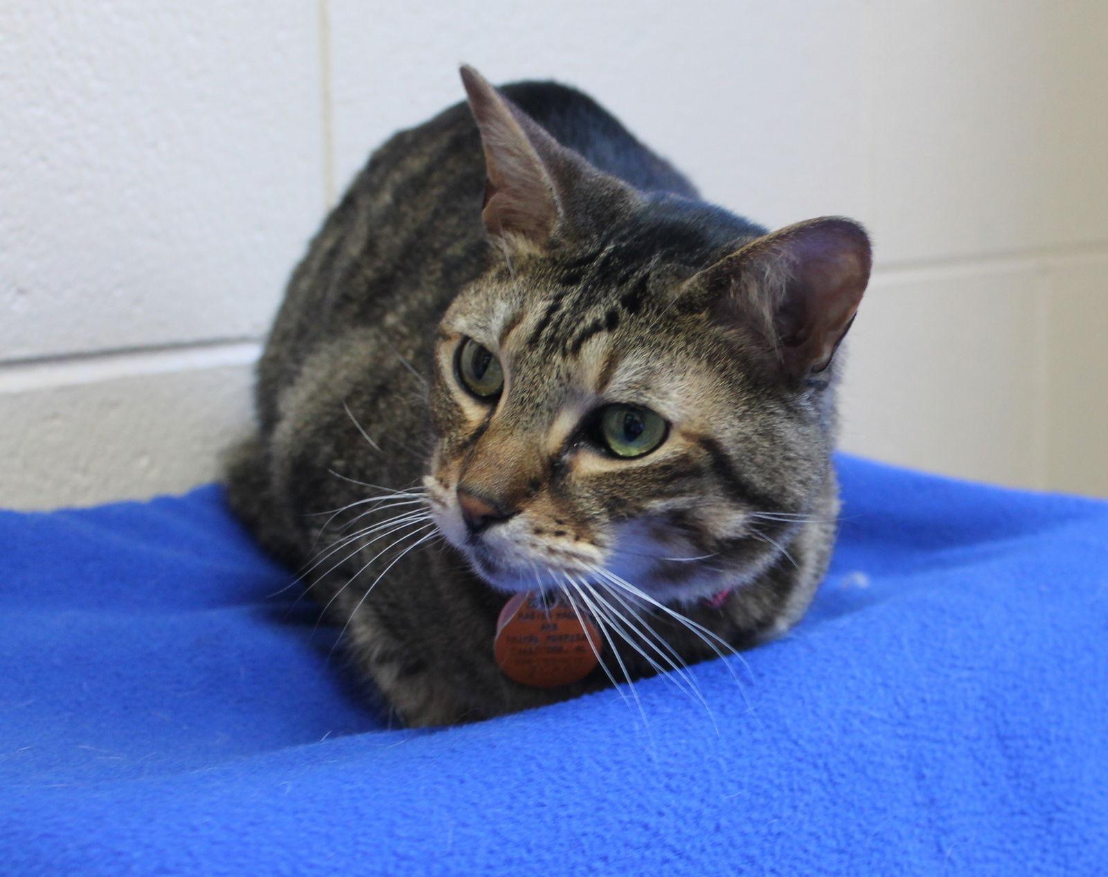 Enlarge Bullet - 43182, a Adoptable mixed breed in Prattville, AL image 3/3