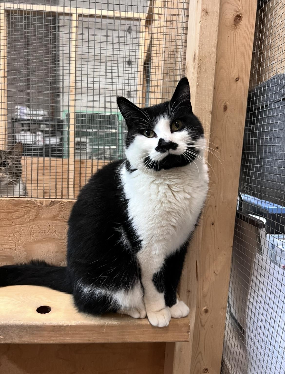 River, Adoptable, Adult Female Domestic Short Hair.