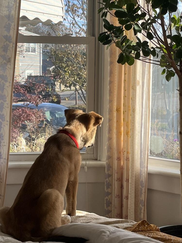 Nick ('25), Adoptable, Puppy Male Hound.