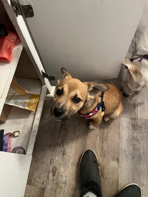 Nick ('25), a Adoptable mixed breed in New Albany, OH image 1/6