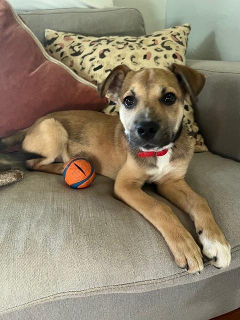 Nick ('25), a Adoptable mixed breed in New Albany, OH image 2/6
