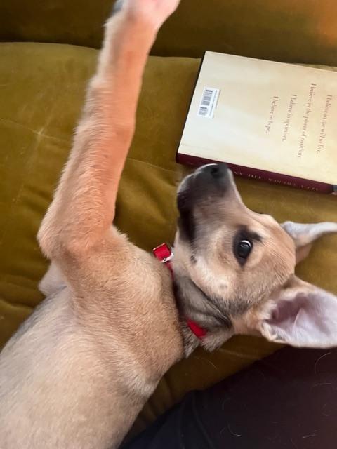 Nick ('25), a Adoptable mixed breed in New Albany, OH image 4/6