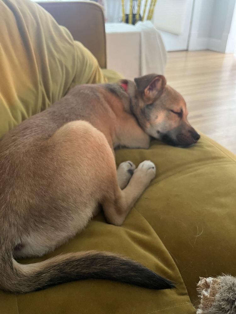 Nick ('25), a Adoptable mixed breed in New Albany, OH image 5/6