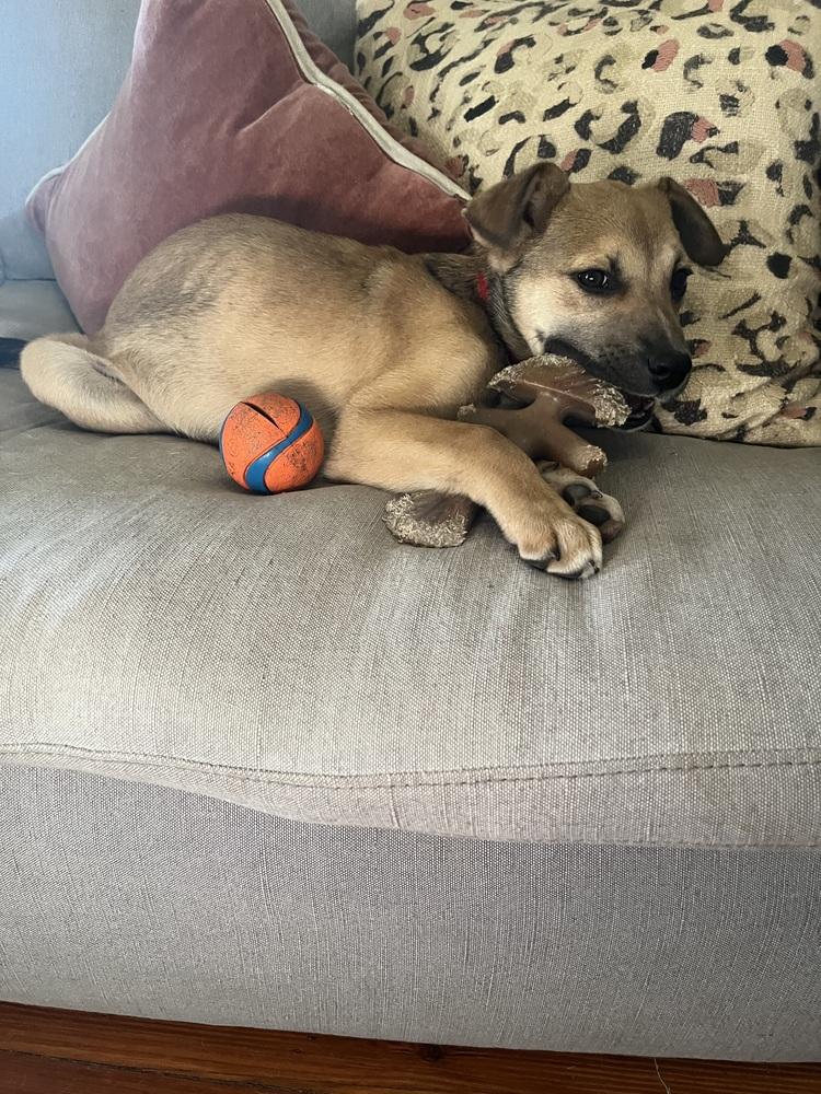 Nick ('25), a Adoptable mixed breed in New Albany, OH image 5/6