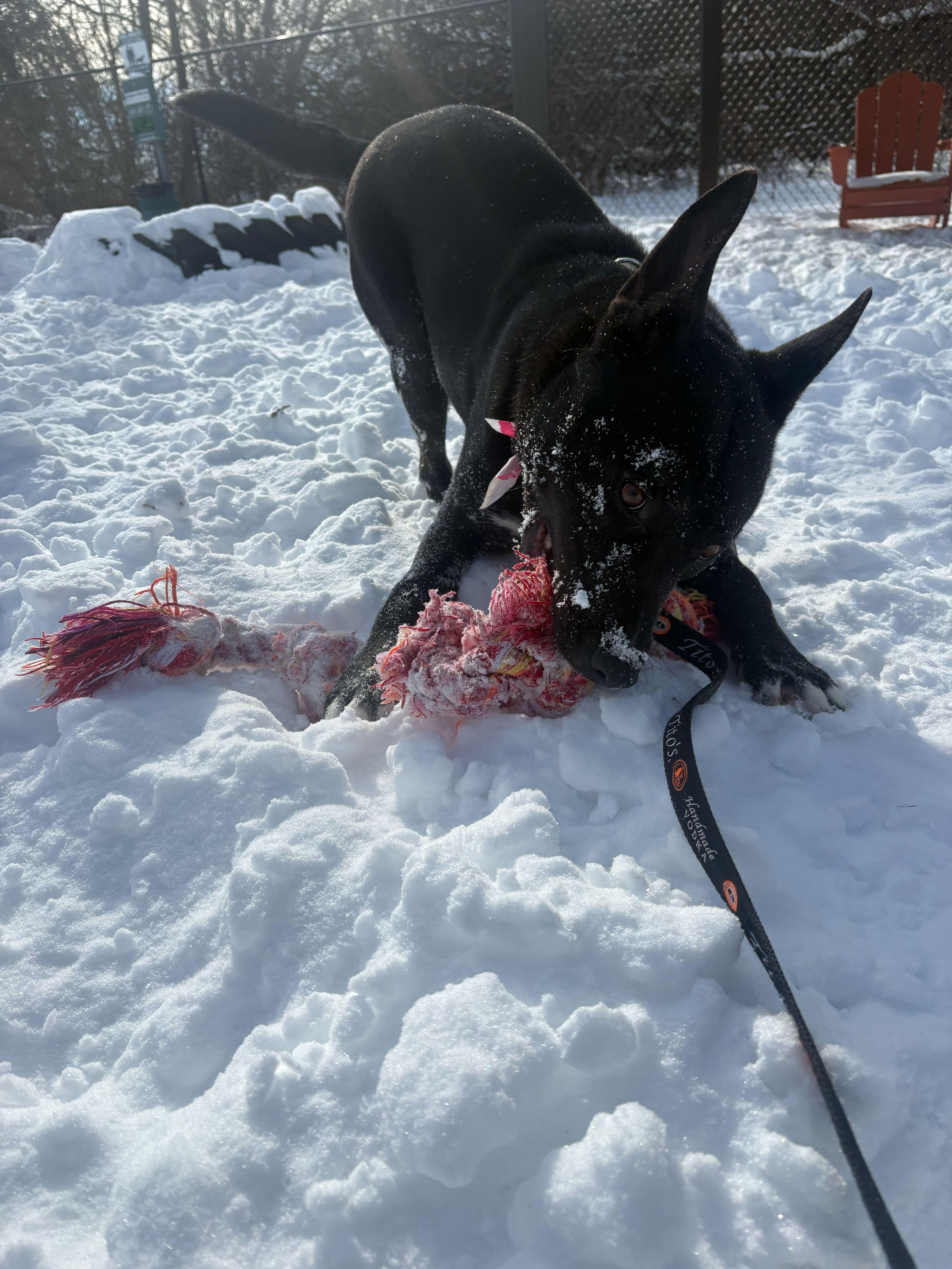 Enlarge Coal, a Adoptable mixed breed in Indianapolis, IN image 6/6
