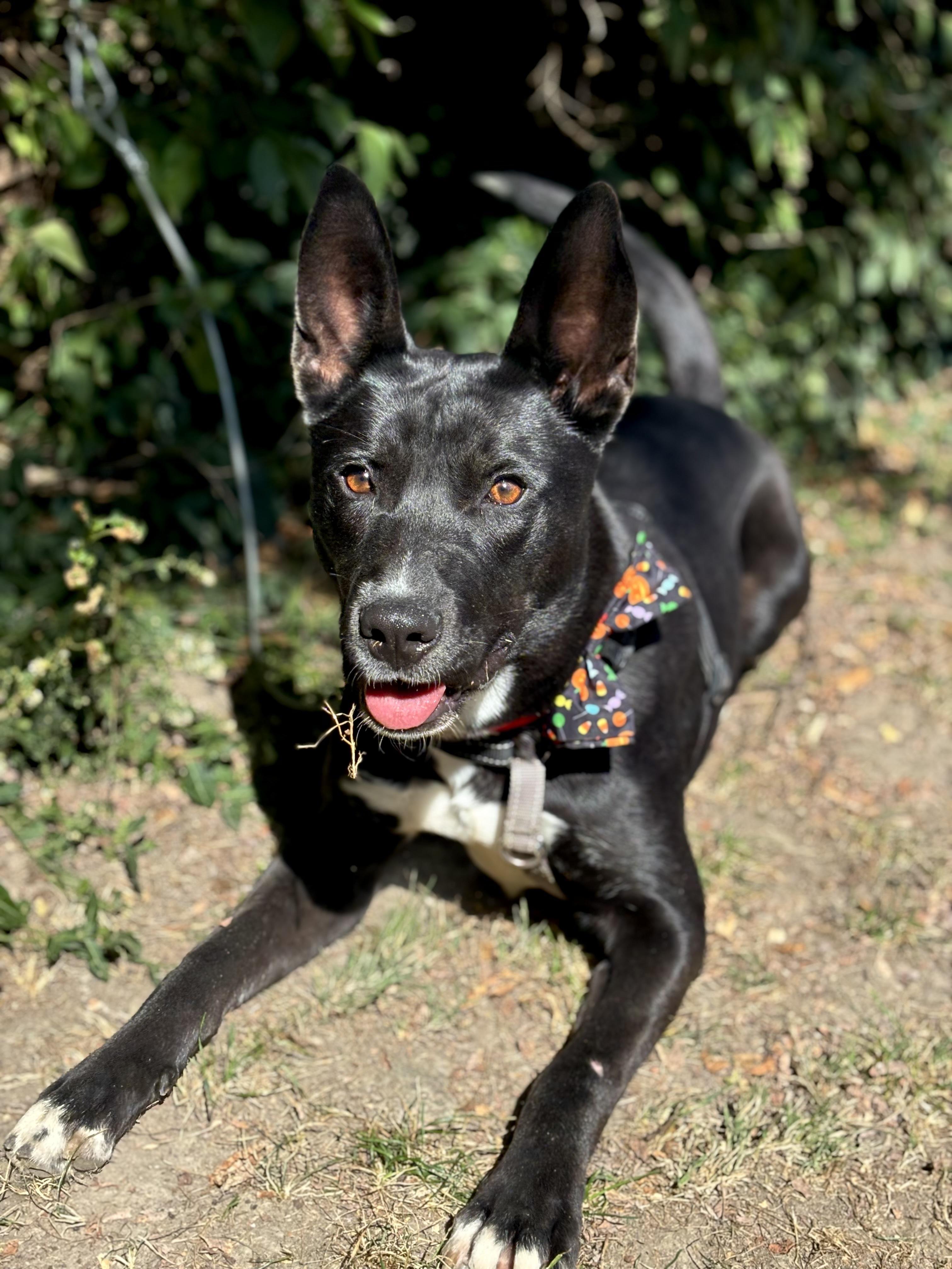 Coal, Adoptable, Young Male Labrador Retriever.