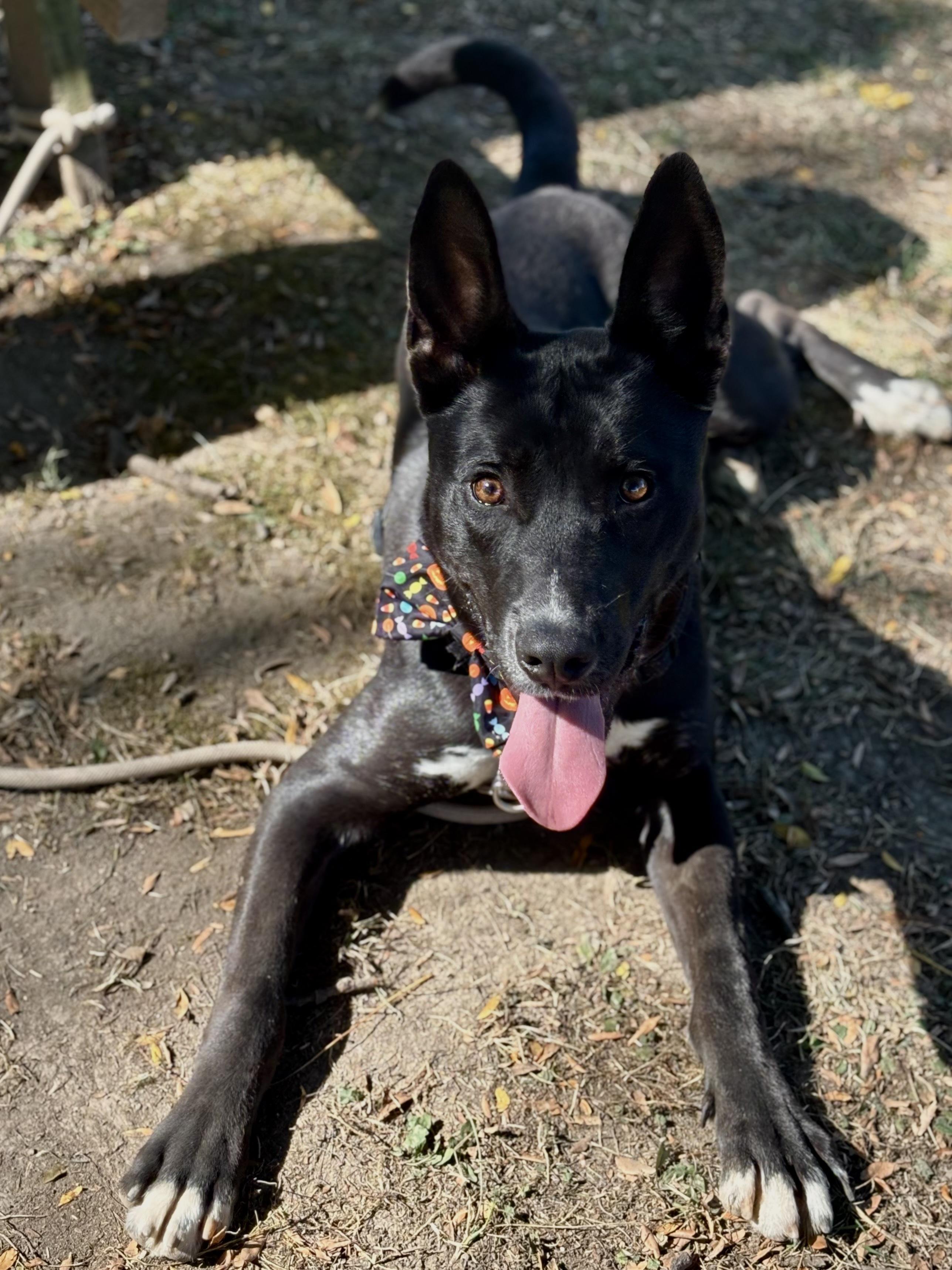 Enlarge Coal, a Adoptable mixed breed in Indianapolis, IN image 3/4
